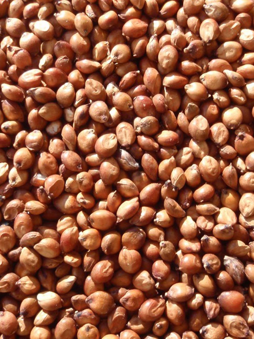 Egyptian Wheat